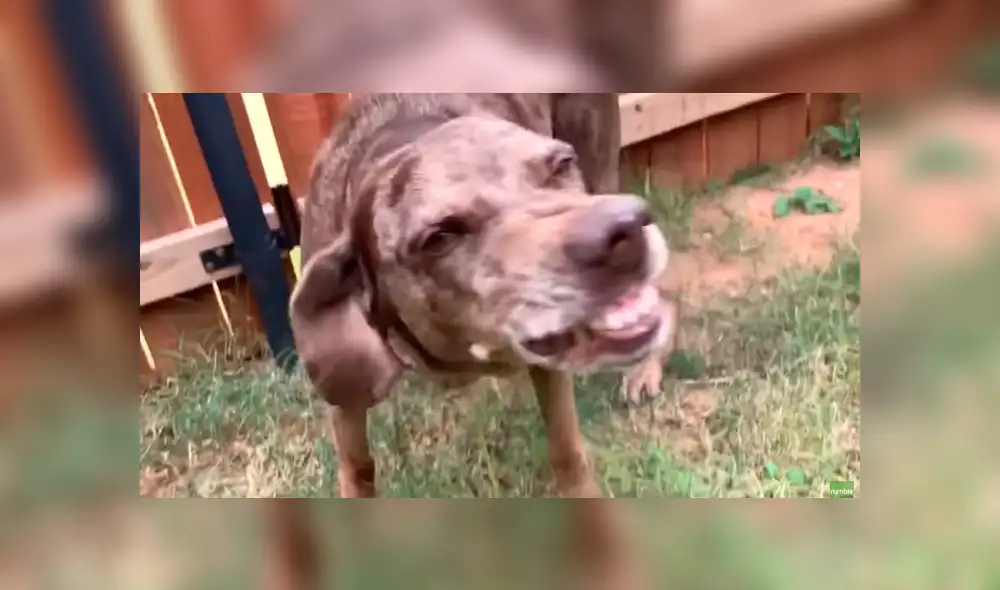 Facebook: Perro hace travesura y tiene extraña reacción cuando su dueño se entera