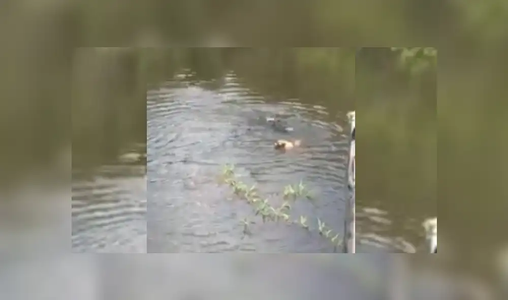 Video es viral en Facebook. Familia del can hizo todo lo posible por evitar el terrible desenlace del can, pero no pudo lograrlo. Video es viral en Facebook. Familia del can hizo todo lo posible por evitar el terrible desenlace del can, pero no pudo lograrlo.