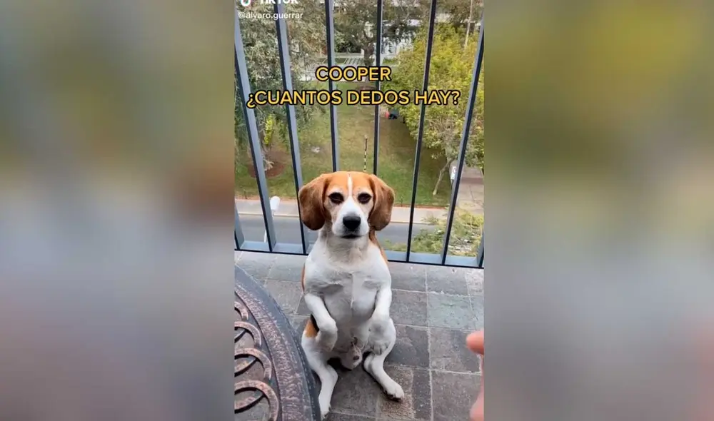 Desliza las imágenes para ver la increíble escena que protagonizó este inteligente perro y su dueño. Foto: Captura de TikTok/ Álvaro Guerra