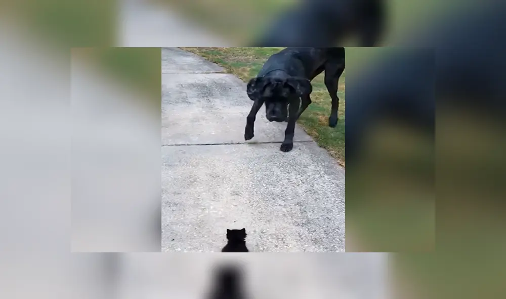 Un video muestra la reacción de un enorme can cuando ve a un gato bebé por primera vez. Un video muestra la reacción de un enorme can cuando ve a un gato bebé por primera vez.