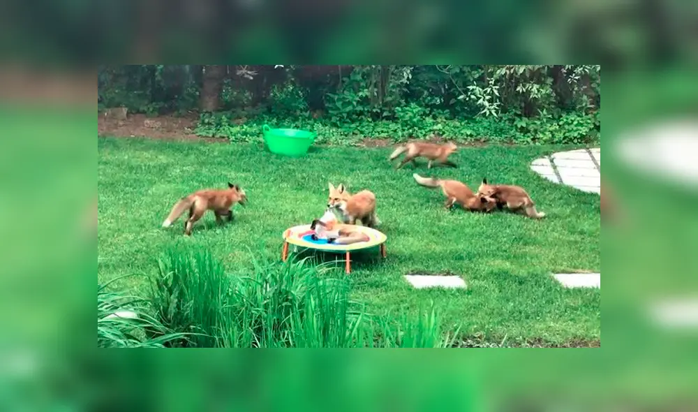 Desliza las imágenes para conocer las travesuras de unos zorros tras acudir todos los días a una casa. Foto: Shawn Davis. Desliza las imágenes para conocer las travesuras de unos zorros tras acudir todos los días a una casa. Foto: Shawn Davis.