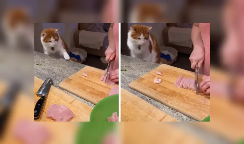 Desliza las imágenes para ver más sobre este travieso gato que hace de todo para 'robar' un poco de comida. (Foto: captura) Desliza las imágenes para ver más sobre este travieso gato que hace de todo para 'robar' un poco de comida. (Foto: captura)