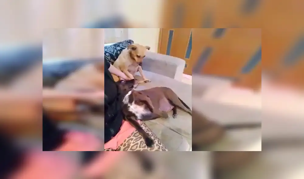 YouTube viral: Perro se pone celoso al ver que su dueña le da cariño a la nueva mascota [VIDEO]