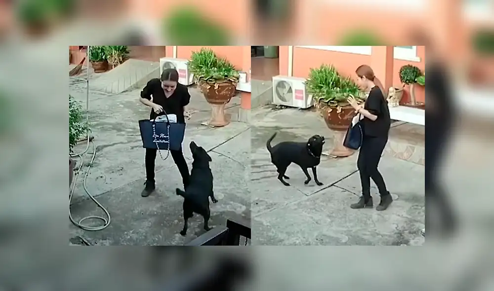 El gracioso episodio quedó registrado por cámaras de seguridad instaladas en la casa de la dueña del can. Video es viral en YouTube.