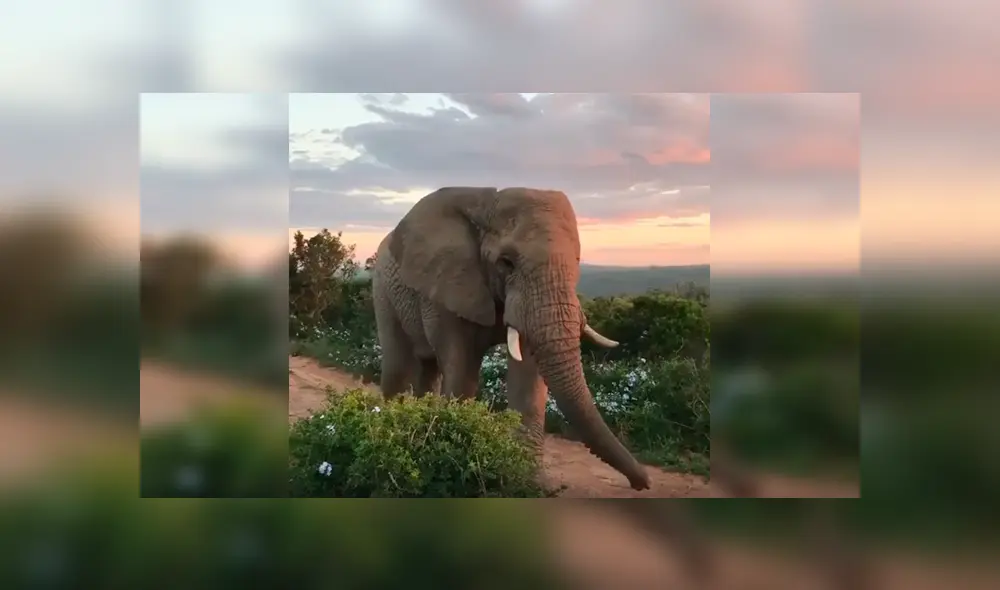 Desliza las imágenes hacia la izquierda para observar la noble acción de un elefante al notar la presencia de turistas. Desliza las imágenes hacia la izquierda para observar la noble acción de un elefante al notar la presencia de turistas.