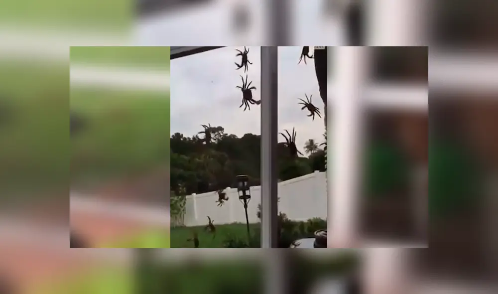 Misteriosas criaturas invaden el jardín de un joven de Estados Unidos. Misteriosas criaturas invaden el jardín de un joven de Estados Unidos.