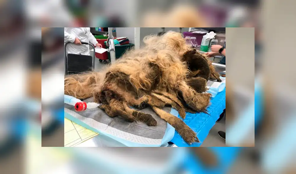 Desliza para ver el aspecto de este perro que conmovió a Facebook. Foto: Captura. Desliza para ver el aspecto de este perro que conmovió a Facebook. Foto: Captura.