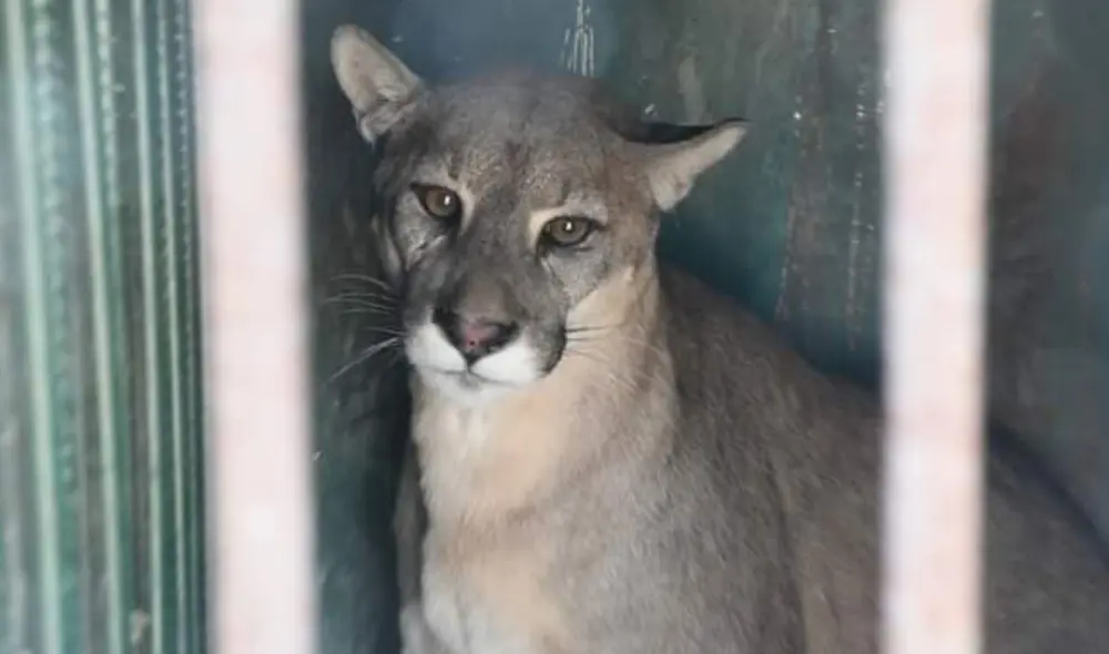 El puma andino es el segundo felino más grande de América. Foto: Impacto Policial.