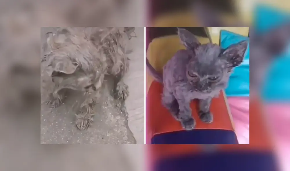 Desliza la imagen compartida en Facebook para ver todas las fotos. Desliza la imagen compartida en Facebook para ver todas las fotos.