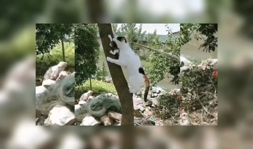 Desliza hacia la izquierda para ver más del video viral. Fotocaptura: Twitter