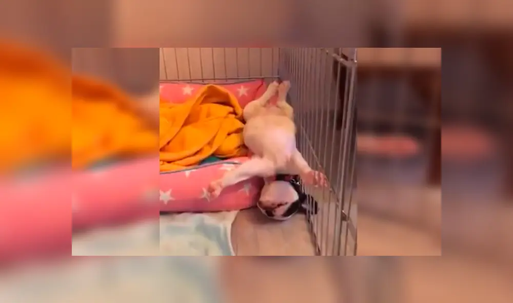 En Facebook, un chico se llevó tremendo susto al imaginar que su cachorro recién adoptado había ‘muerto’. En Facebook, un chico se llevó tremendo susto al imaginar que su cachorro recién adoptado había ‘muerto’.