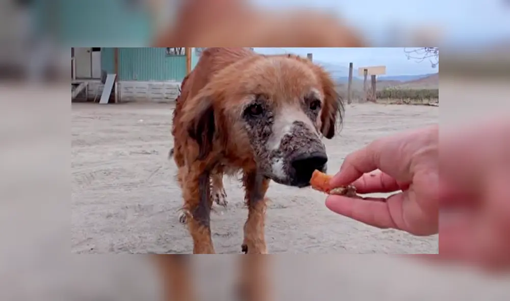 Desliza hacia la izquierda para ver la radical 'transformación' de un perro callejero que fue hallado en deplorables condiciones. Video es viral en Facebook. Desliza hacia la izquierda para ver la radical 'transformación' de un perro callejero que fue hallado en deplorables condiciones. Video es viral en Facebook.