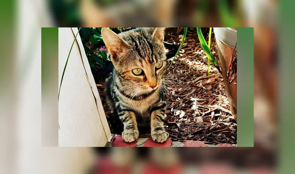 Desliza para ver los detalles de esta historia que se viralizó en Facebook. Foto: Captura. Desliza para ver los detalles de esta historia que se viralizó en Facebook. Foto: Captura.