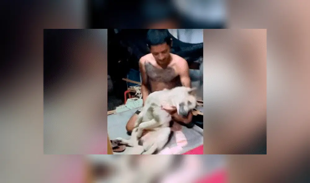 YouTube viral: perrito no quiso que dueño lo bañe y fingió su muerte [VIDEO]