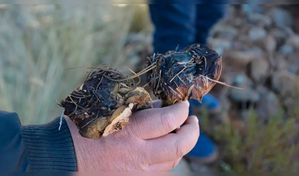 En el 2019, exportaron una tonelada de hongos a Chile. En el 2019, exportaron una tonelada de hongos a Chile.