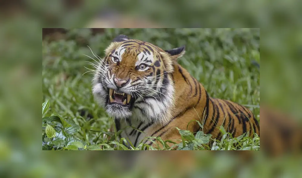 Los socorristas trataron de revivir a la mujer, pero falleció en el acto. Foto: referencial.
