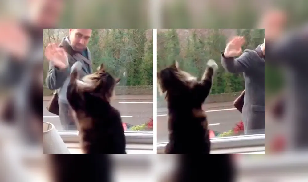 Desliza las imágenes para apreciar el amoroso comportamiento de un gato al notar la presencia de las personas. Foto: Caters Clips. Desliza las imágenes para apreciar el amoroso comportamiento de un gato al notar la presencia de las personas. Foto: Caters Clips.