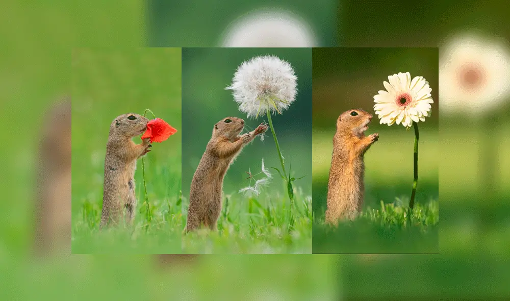 Tierna ardilla huele una margarita y causa furor en redes sociales Tierna ardilla huele una margarita y causa furor en redes sociales