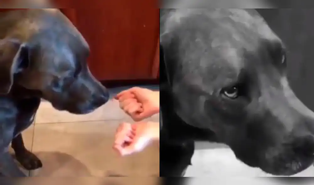 Facebook: perro es víctima de cruel truco de magia y es 'troleado' por su amo [VIDEO]