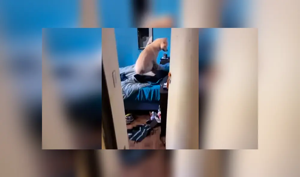 Desliza las imágenes hacia la izquierda para apreciar el singular método que aplicó un perro para despertar a su amo. Foto: Captura.