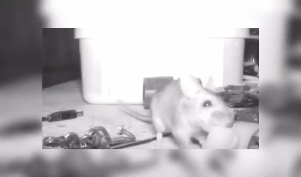 YouTube viral: ratón que ordenó casa por un mes dejó en shock a anciano que no se había percatado del hecho [VIDEO] 