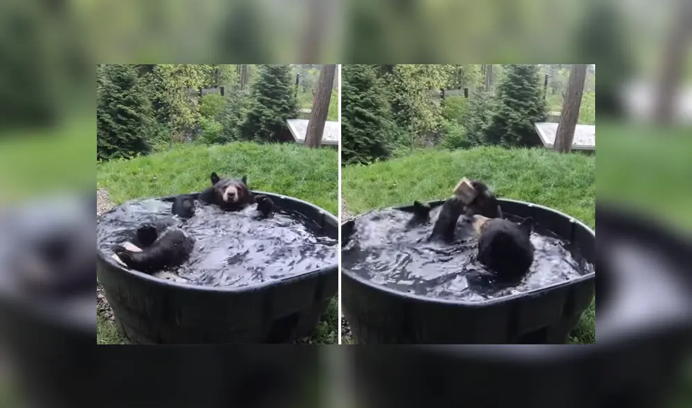 A través de Facebook se ha vuelto viral un tierno momento protagonizado por un enorme oso.