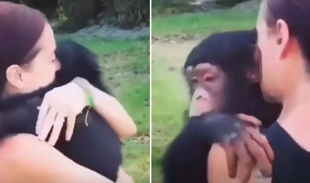 Desliza las imágenes para conocer más detalles de este conmovedor reencuentro entre el primate y su dueña: Foto: captura de TikTok Desliza las imágenes para conocer más detalles de este conmovedor reencuentro entre el primate y su dueña: Foto: captura de TikTok