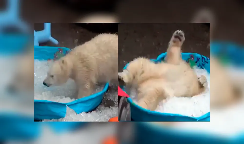 Facebook viral: oso polar ve piscina con hielo y tiene conmovedora reacción