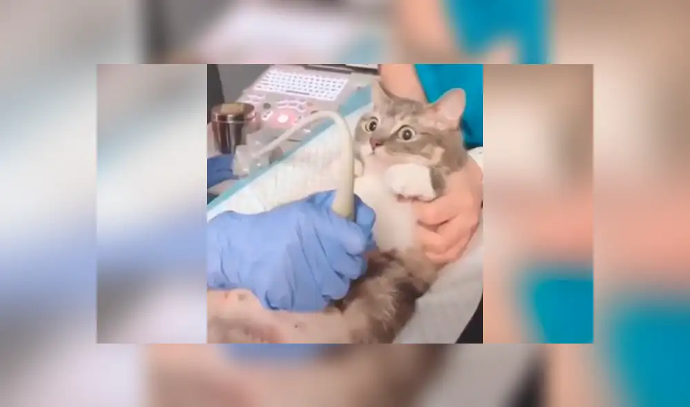 YouTube viral: Gata mira ultrasonido de su cría y sorprende su reacción al verlas [VIDEO]