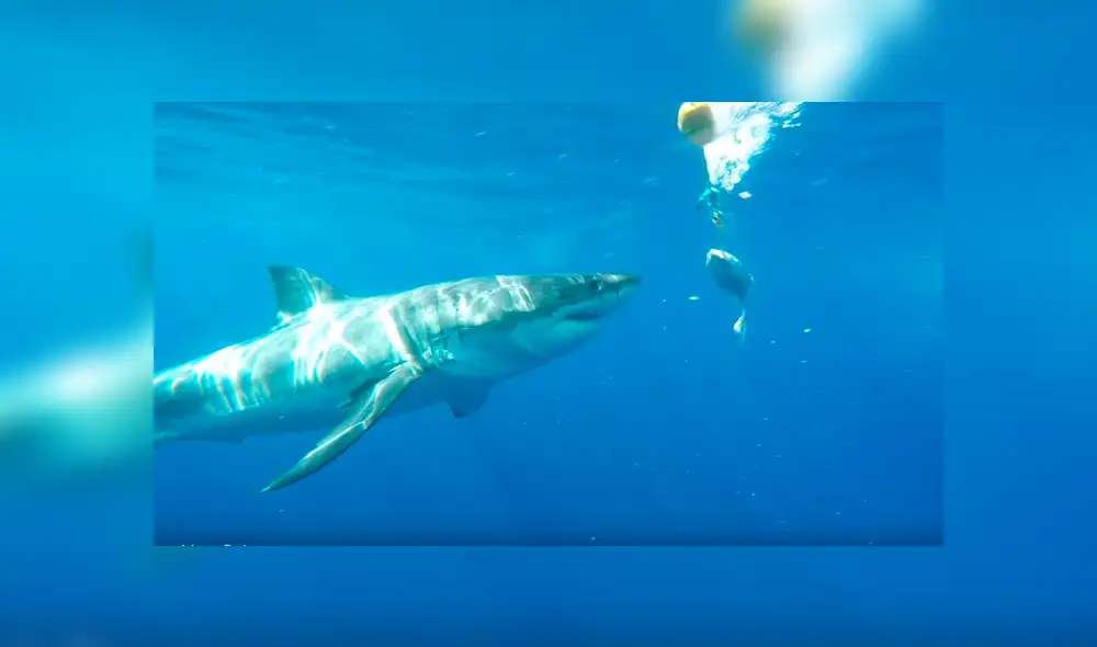 YouTube viral: Enorme tiburón golpea brutalmente en la cara a un buceador [VIDEO] 