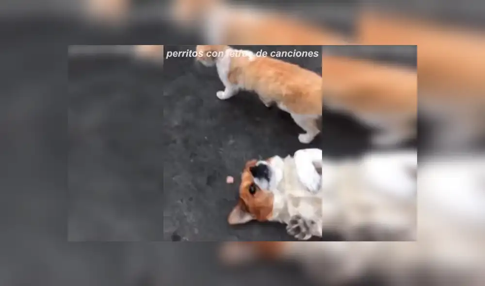 En Facebook, un perro intentó evitar que su dueño sea cariñoso con un travieso gato que adoptó de la calle. En Facebook, un perro intentó evitar que su dueño sea cariñoso con un travieso gato que adoptó de la calle.