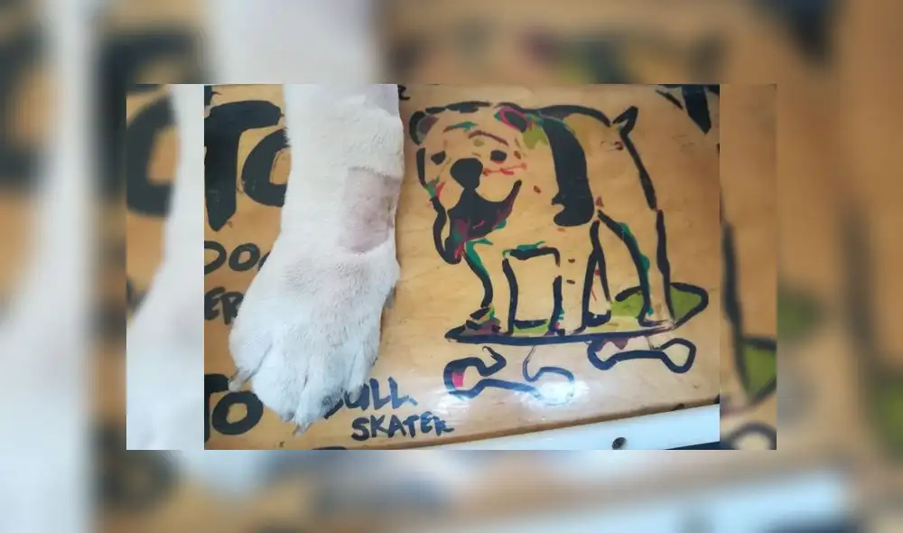 'Otto', el bulldog peruano que ganó un Record Guiness falleció este domingo 'Otto', el bulldog peruano que ganó un Record Guiness falleció este domingo