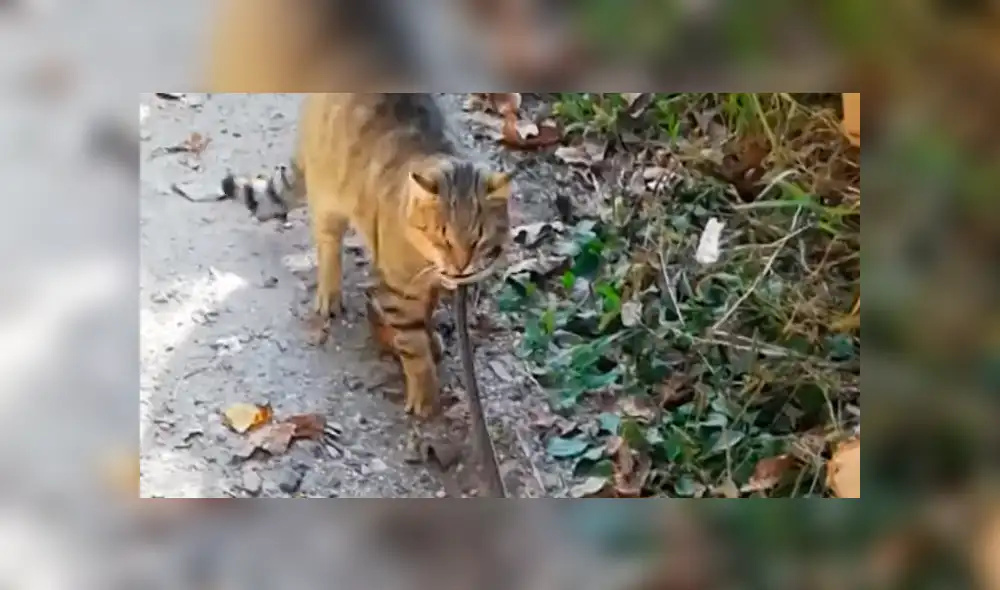 La serpiente intentaba huir pero el hambriento gato no lo soltaba. Foto: captura