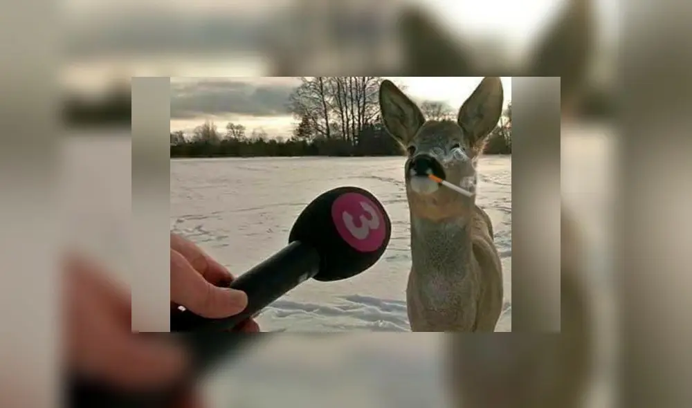 Twitter: Ciervo se convierte en meme tras “entrevista” en TV