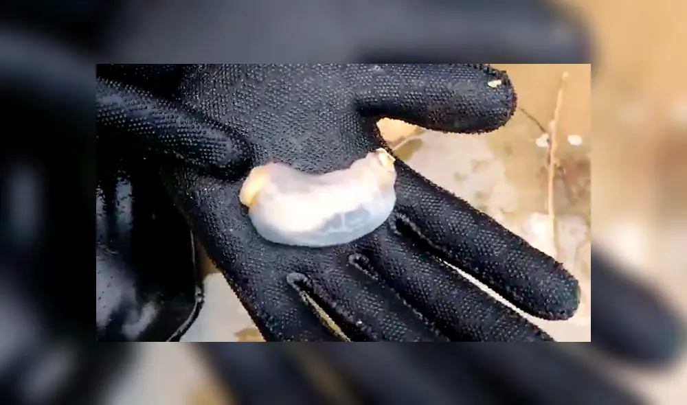 Video es viral en YouTube. Un grupo de científicos diseccionaron a este extraño gusano y lo que encontraron en su interior sorprendió a más de uno. Foto: Captura. Video es viral en YouTube. Un grupo de científicos diseccionaron a este extraño gusano y lo que encontraron en su interior sorprendió a más de uno. Foto: Captura.