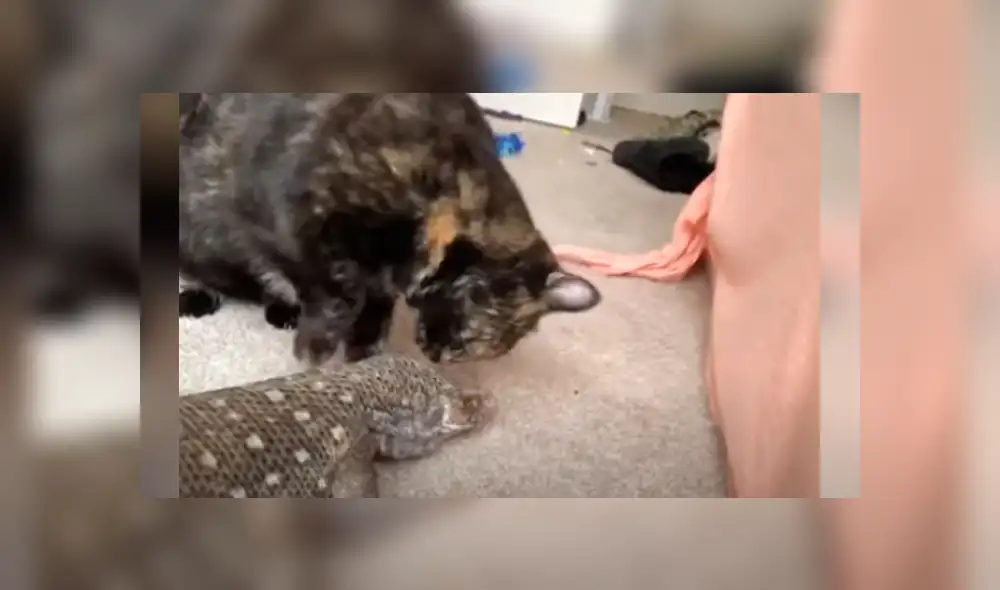 Desliza las imágenes para apreciar la singular amistad entre un felino y un reptil que sorprendió a su dueña. Desliza las imágenes para apreciar la singular amistad entre un felino y un reptil que sorprendió a su dueña.