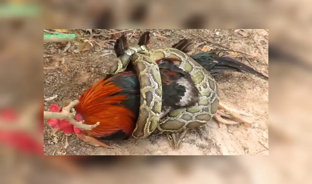 YouTube viral: enorme serpiente intenta devorar a gallo y arriesgado niño aparece para salvarlo [VIDEO]