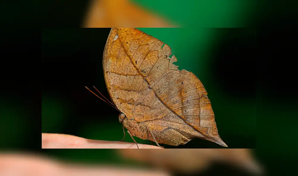 Vía Facebook: intentó levantar una hoja seca, pero era una misteriosa criatura [VIDEO]