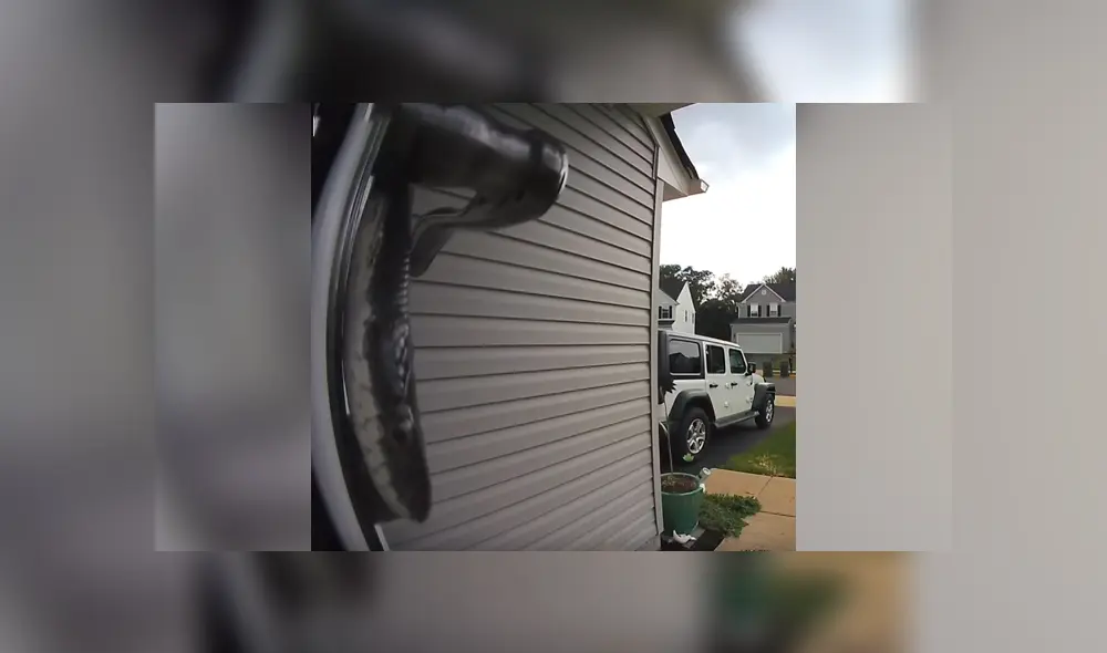 Letal serpiente ingresa a casa de mujer de Estados Unidos.