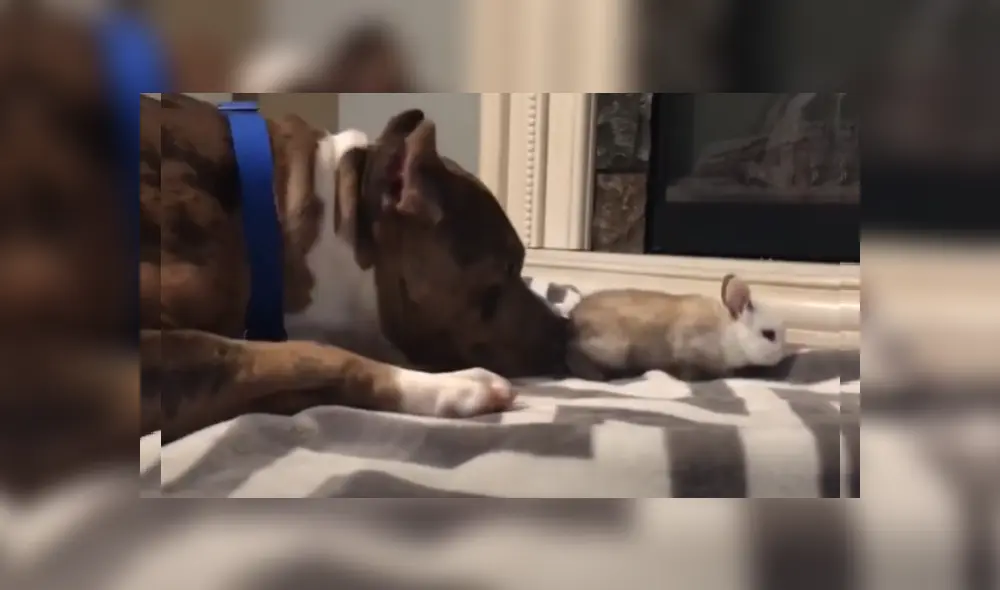 Desliza las imágenes para ver más sobre esta tierna escena entre un perro pitbull y un conejo bebé.