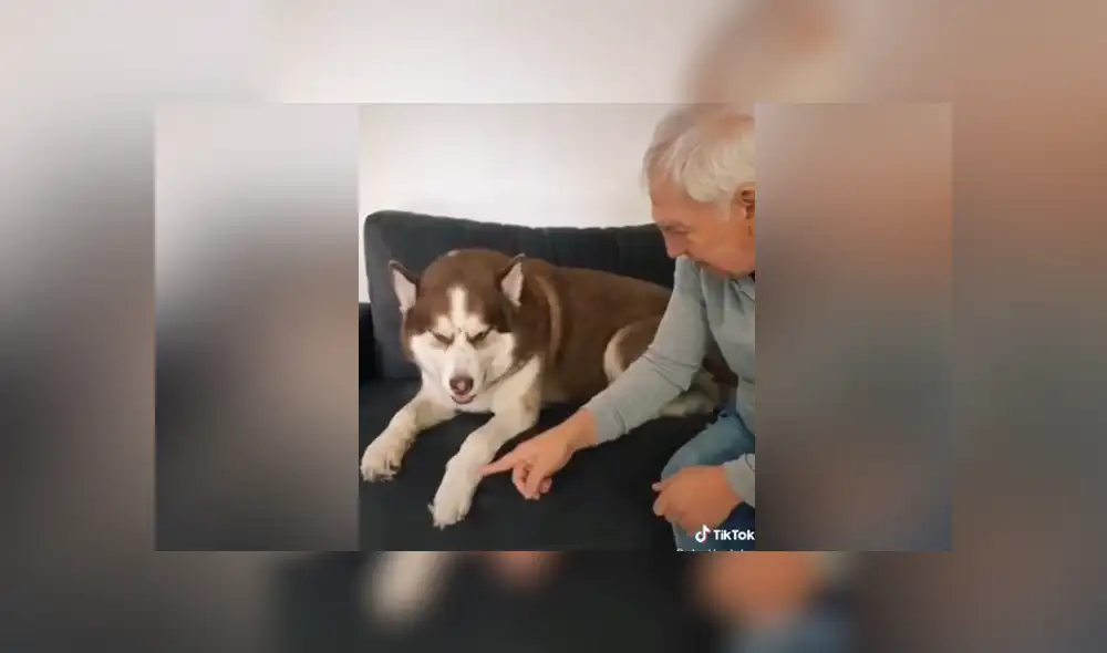 A través de Facebook se hizo viral curioso entrenamiento que tuvo un perro para evitar el coronavirus. A través de Facebook se hizo viral curioso entrenamiento que tuvo un perro para evitar el coronavirus.