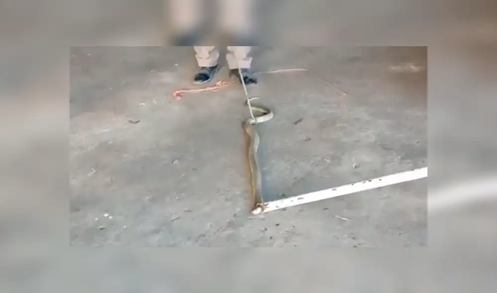 Desliza hacia la izquierda para a la serpiente regurgitando un sapo. Escena viral de YouTube. Desliza hacia la izquierda para a la serpiente regurgitando un sapo. Escena viral de YouTube.