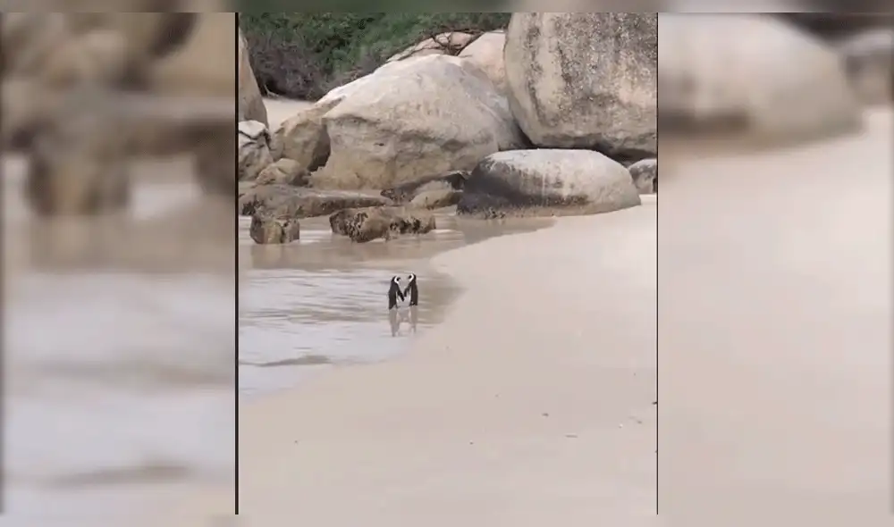 Twitter: Pingüinos protagonizan tierna escena de amor y conmueven en redes [VIDEO] 