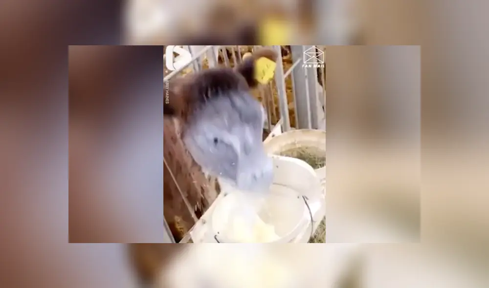 Desliza a la izquierda para conocer más sobre este nuevo viral de YouTube. Foto: Captura.