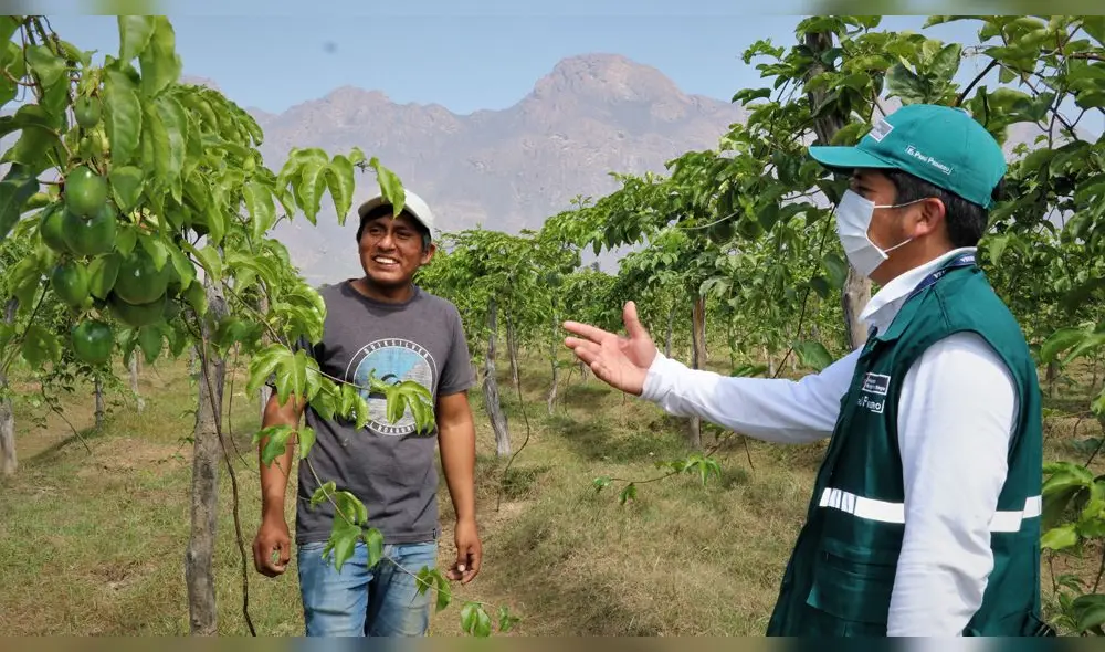 Erradicación de la mosca de la fruta Erradicación de la mosca de la fruta