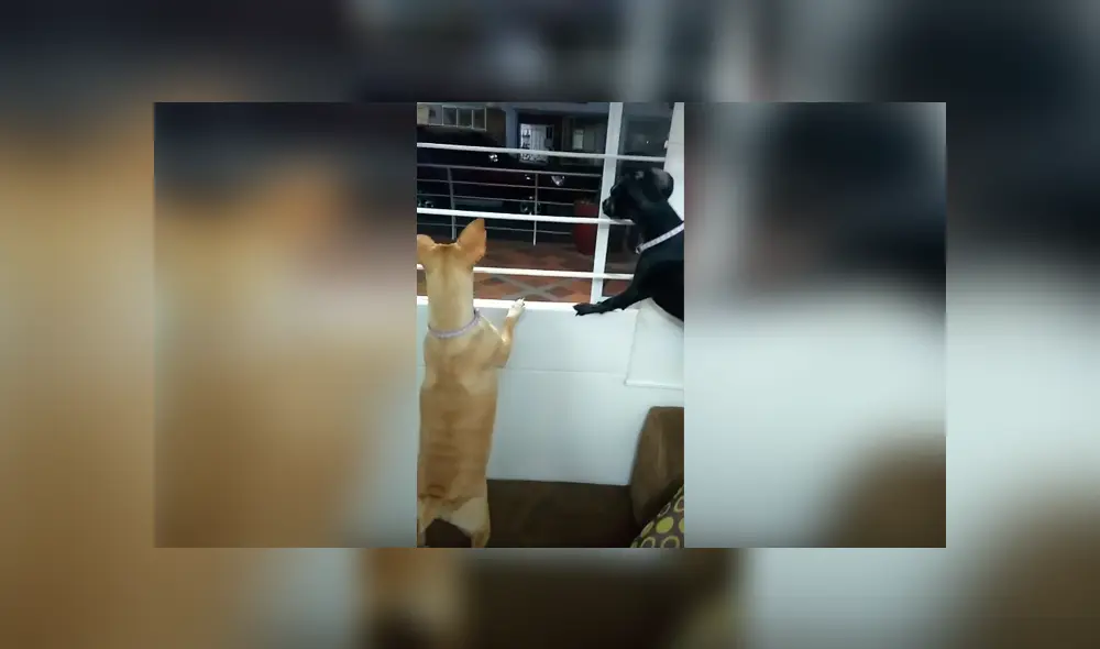 Desliza las imágenes para apreciar la divertida reacción de unos perros tras escuchar gritos afuera de su casa. Desliza las imágenes para apreciar la divertida reacción de unos perros tras escuchar gritos afuera de su casa.