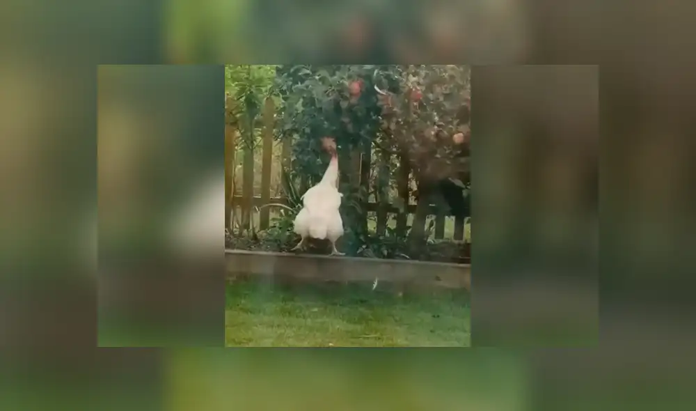 Desliza las imágenes para conocer la identidad del ‘ladrón’ que agarraba sin permiso unas manzanas. Foto: Captura.