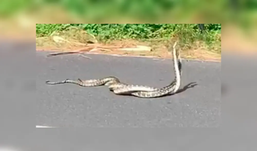El respeto por el medio ambiente y la vida animal son una política pública en el lugar. Foto: captura El respeto por el medio ambiente y la vida animal son una política pública en el lugar. Foto: captura