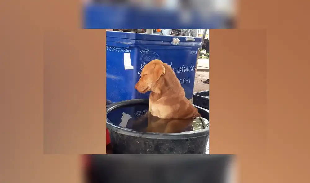 Facebook viral: perro se queda profundamente dormido en medio de su baño y desata ternura en redes