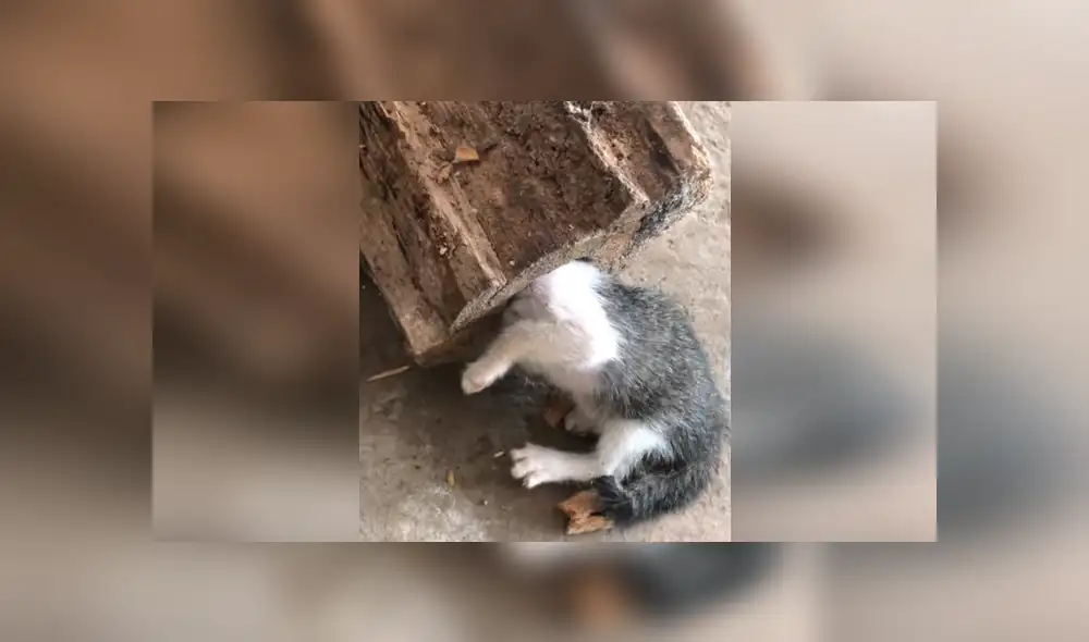 Video se viralizó en Facebook. Un hombre rescató a su gato con un hacha tras encontrar su pequeña cabeza atravezada en un árbol.